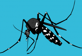 Ilustração do Mosquito da dengue